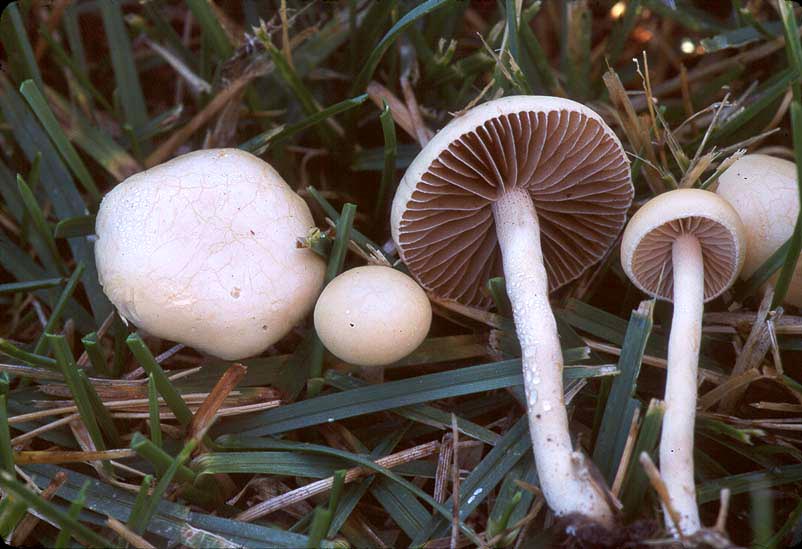 Agrocybe pediades